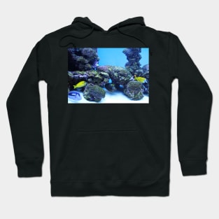 Colorful Fish in the Ocean Hoodie